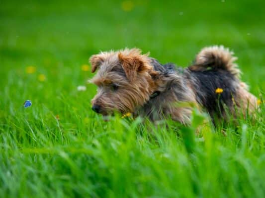 Tiere 0206005